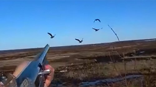 Четыре выстрела и все без промаха! Охота на гуся 2019