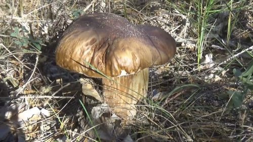 За белыми грибами 2019 . Неожиданная находка в лесу.