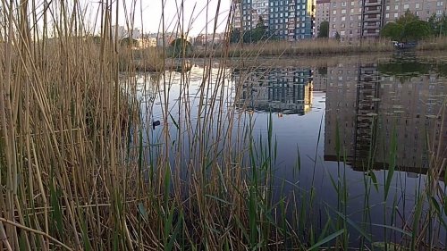 Лысуха на городском пруду