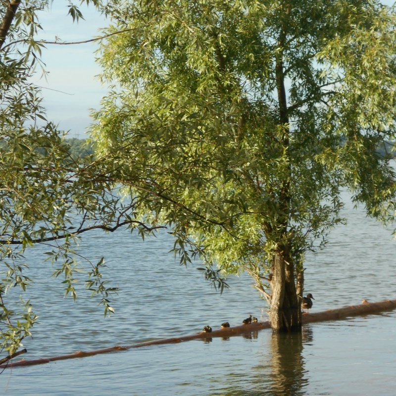 Пуховички  обсыхают на солнышке)