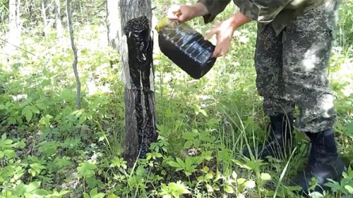 Отработка для привады на кабана