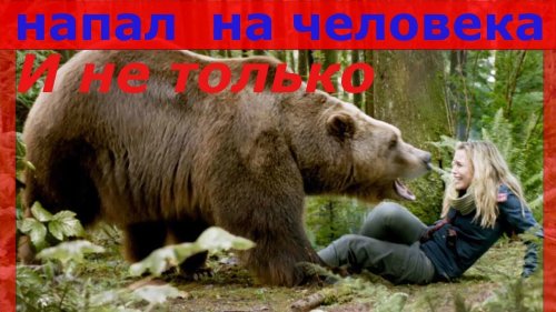 Нападение диких животных на людей и не только 18+