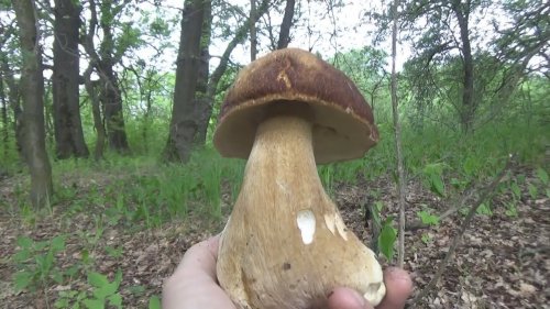 За грибами. Где собирать белые грибы летом