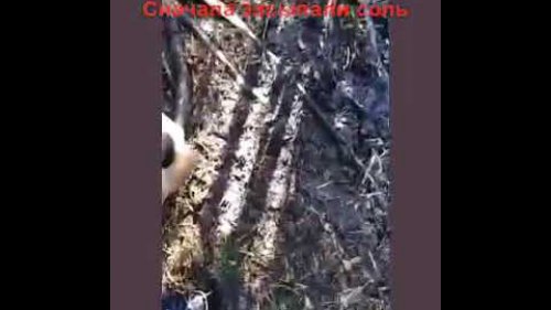 Солонцы в июне, заполнение солонцов 2019