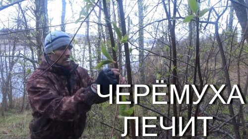 КОРА ЧЕРЁМУХИ ЛЕЧИТ КУЧУ БОЛЕЗНЕЙ!!!