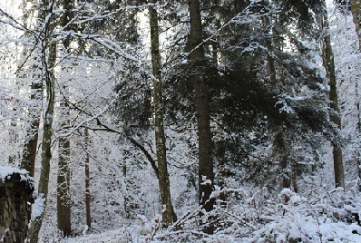 Рядом с нарами, на чурке.. .