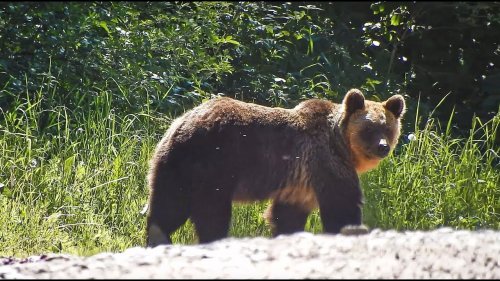 #15 Вести из леса. Лесник встретил медведицу с медвежатами
