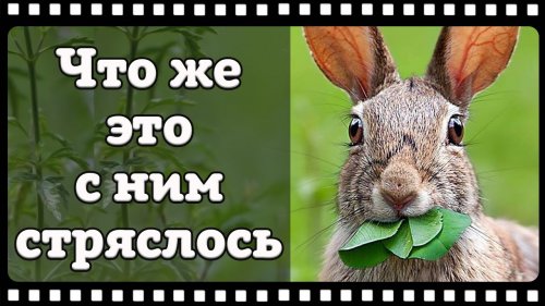 Вот это прикол! Реактивный заяц попал в кадр фотоловушки.