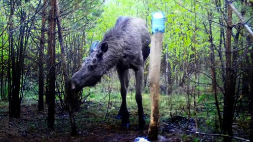 Ну вот наконец-то и попались тайные гости наших солонцов