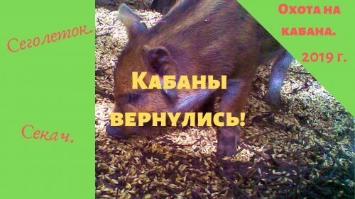 Кабаны вернулись!