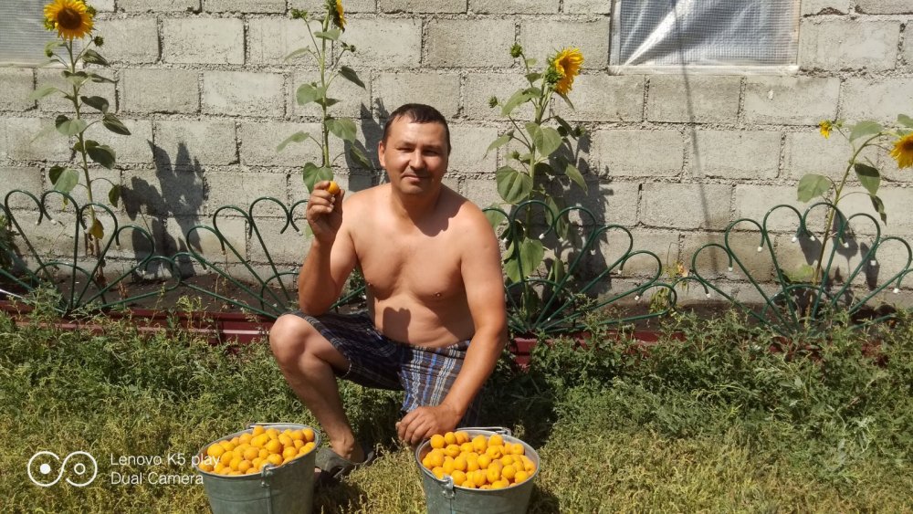Урожай абрикосов
