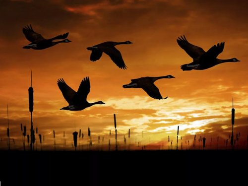 Чем заняться охотнику в межсезонье?