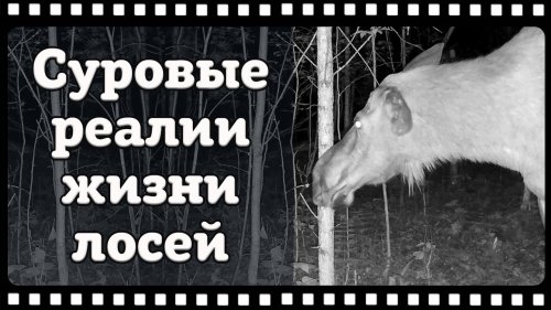 Медведь оторвал ухо лосихе, но закончить начатое не смог.