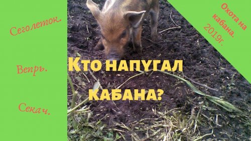 Кто напугал кабана?