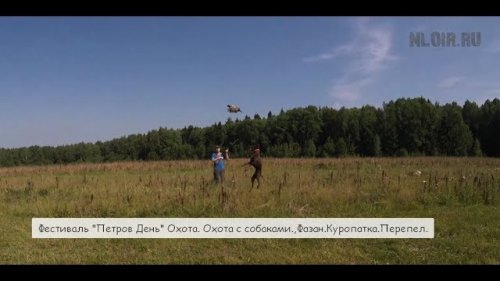 Фестиваль "Петров День" Охота. Охота с собаками.,Фазан.Куропатка.Перепел.