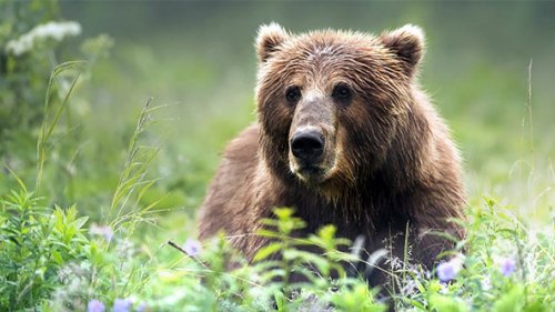 Медведь чуть не сожрал фотоловушку за 22000 рублей