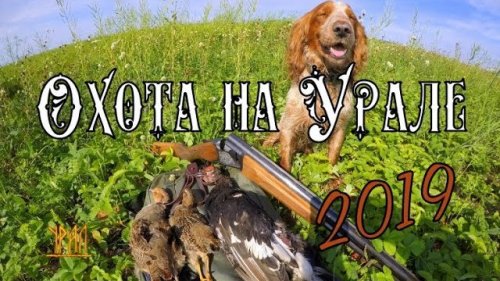 ОТКРЫТИЕ ЛЕТНЕ-ОСЕННЕЙ ОХОТЫ ПО ПЕРУ 2019!!!С Русским Охотничьим Спаниелем.