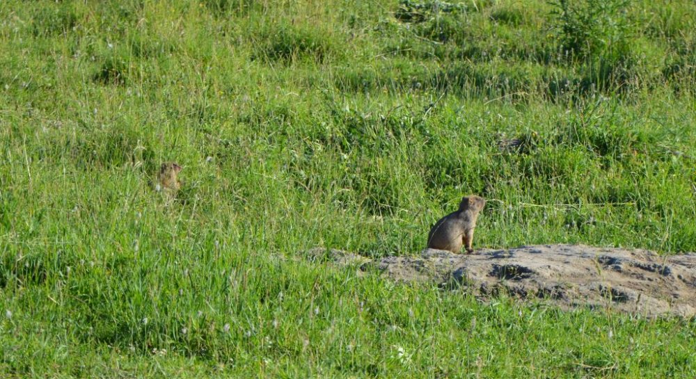 какая дробь на сурка. Смотреть фото какая дробь на сурка. Смотреть картинку какая дробь на сурка. Картинка про какая дробь на сурка. Фото какая дробь на сурка какая дробь на сурка. Смотреть фото какая дробь на сурка. Смотреть картинку какая дробь на сурка. Картинка про какая дробь на сурка. Фото какая дробь на сурка