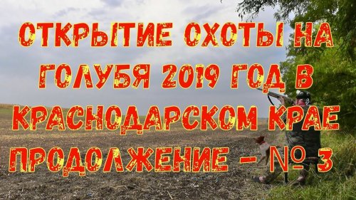 Открытие охоты на голубя 2019 год в Краснодарском крае № 3