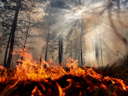 Дикие животные бегут из горящей тайги в Иркутской области