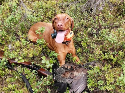 Первый глухарь...