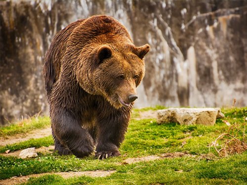 Медведей и волков стало больше в Иркутской области