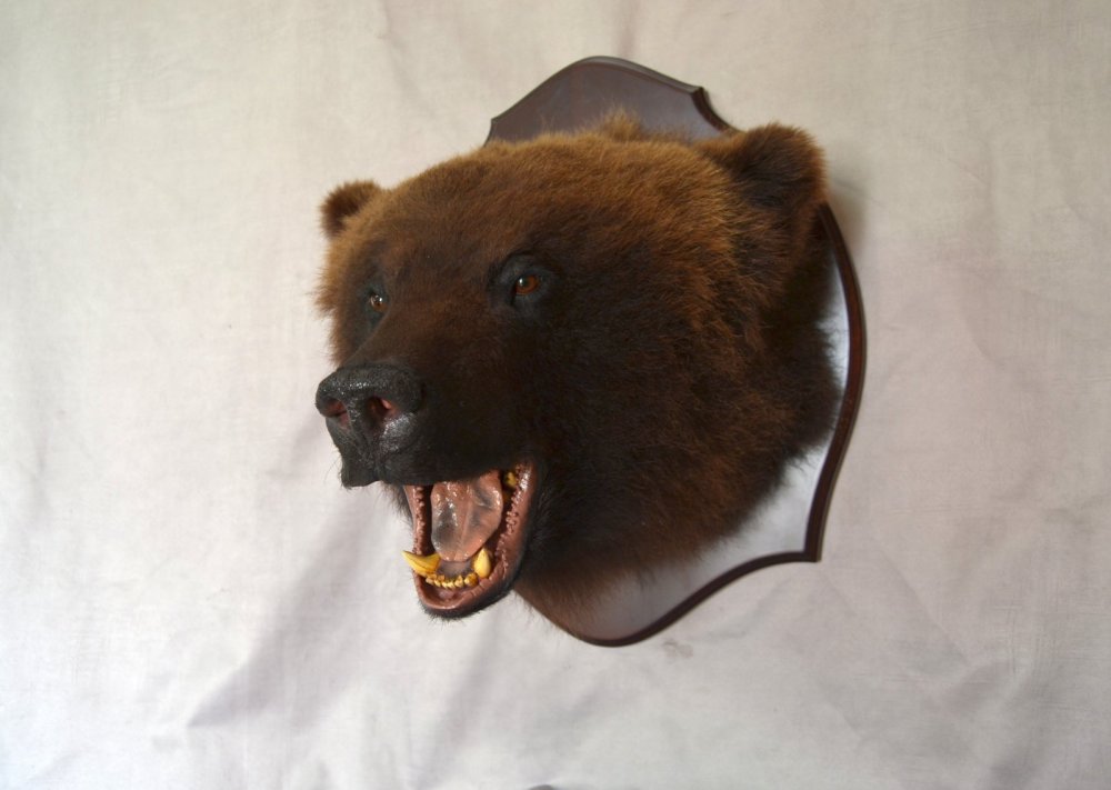 Изображения по запросу Голова медведя