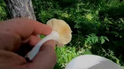 Лес переполнен грибами, косим лисички!