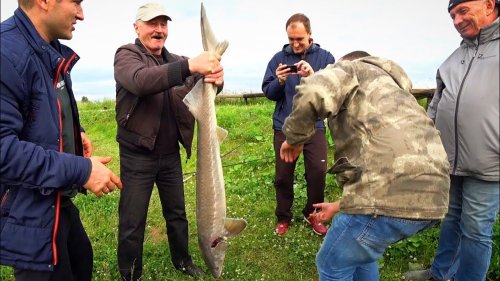 МУЖИК ПОЙМАЛ ОСЁТРА НА 10 КГ, РЫБАЛКА НА ПЛАТНОМ ВОДОЁМЕ! МЕЧТА РЫБОЛОВА!