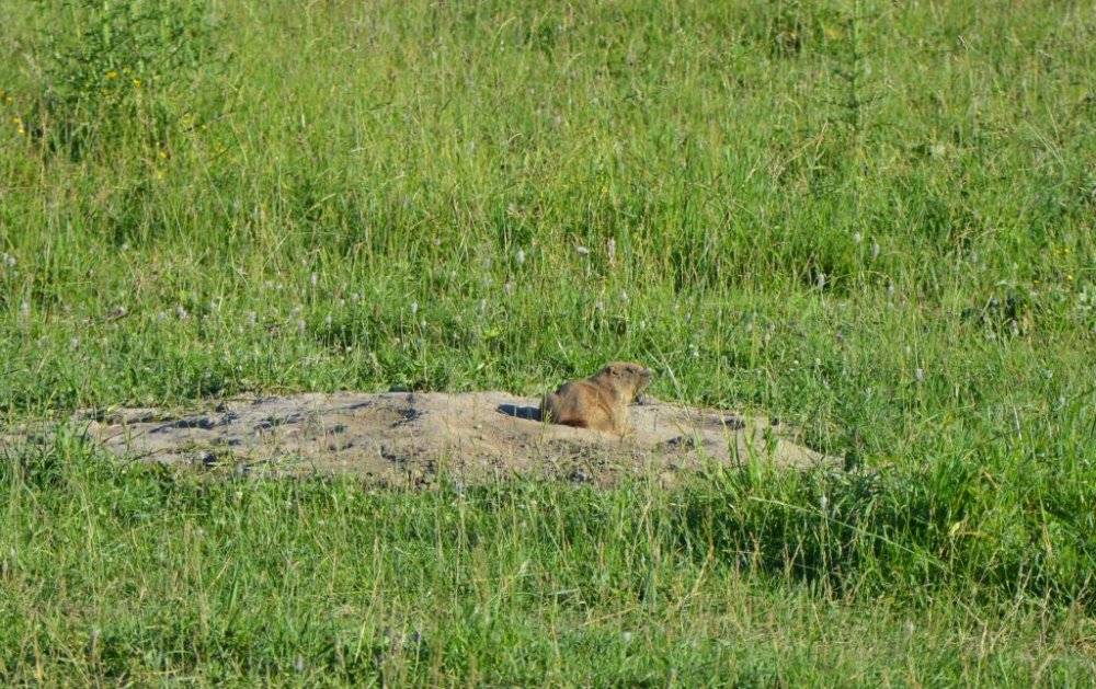 какая дробь на сурка. Смотреть фото какая дробь на сурка. Смотреть картинку какая дробь на сурка. Картинка про какая дробь на сурка. Фото какая дробь на сурка какая дробь на сурка. Смотреть фото какая дробь на сурка. Смотреть картинку какая дробь на сурка. Картинка про какая дробь на сурка. Фото какая дробь на сурка