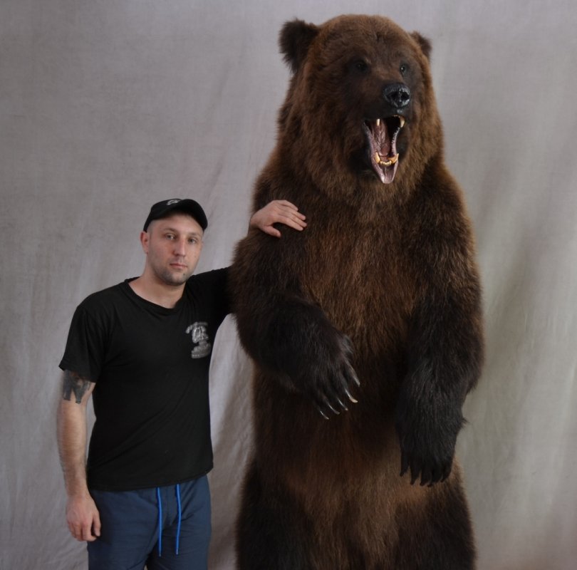 Какой медведь сильнее. Сибирский бурый медведь. Сибирский бурый медведь самый большой. Сибирский бурый медведь вес. Сибирский бурый медведь Размеры.