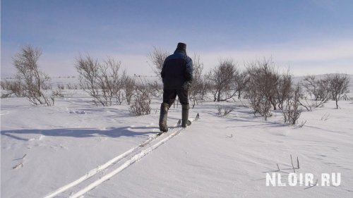 Охота.Промысел.Охота на севере.Охота на силки.Охота на Куропатку.