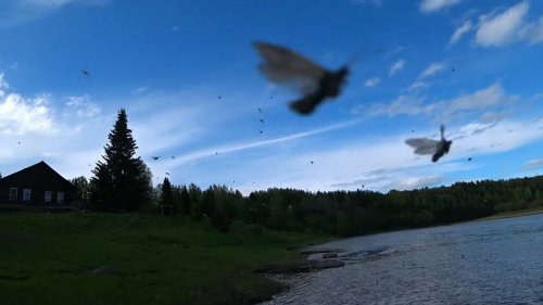 НАСЕКОМЫЕ АТАКУЮТ! МОТОБЛОК НЕВА ПРЁТ КАК ТАНК! БЫТ В ДЕРЕВНЕ.