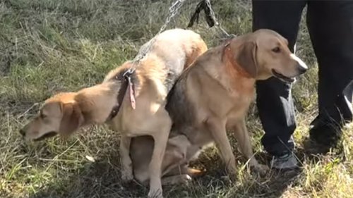 Экскурс от экспертов по собакам охотничьих пород, начинающим охотникам смотреть обязательно!