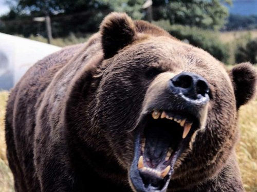 Медведица с медвежатами бродит в Барабинских лесах