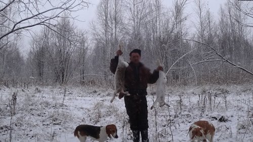 Охота с эстонскими гончими на зайца #2 Сезон 2019-2020