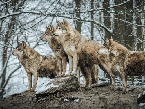 Стая волков попала на видео под Новосибирском
