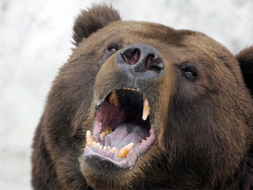 В Кузбассе медведь задрал человека