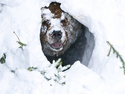 Медведи в Томской области скоро начнут залегать в спячку