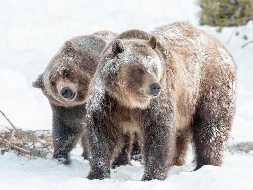 В Томской области охотники отстрелили 11 медведей