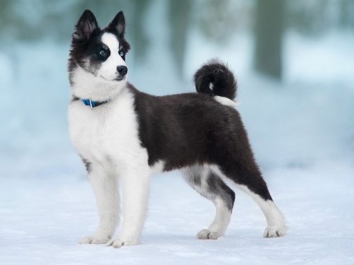В список международных пород собак включили якутскую лайку
