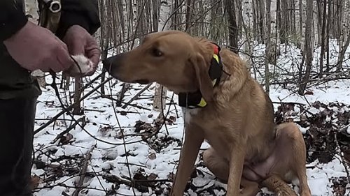 Охота на зайца с Русской гончей или батя жжёт по полной!