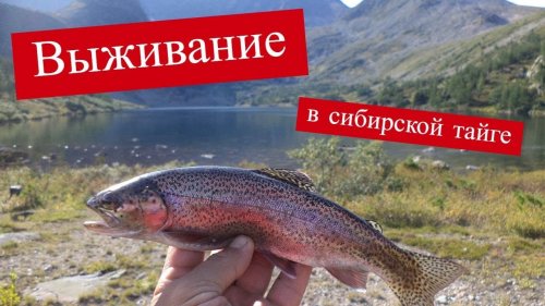 Выживание в Сибирской тайге