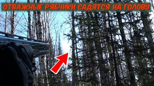 Охота на боровую дичь в Сибири. Рябчики на манок Чемпион.