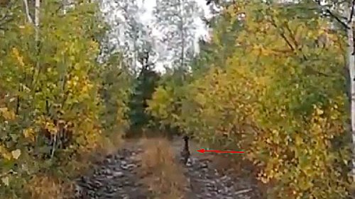 Пошли по грибы, а встретили глухаря