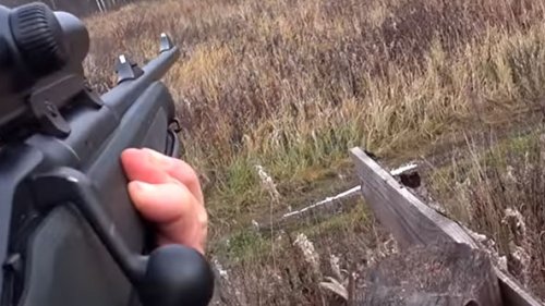 Загонная охота на лося. Удачно отстрелялся