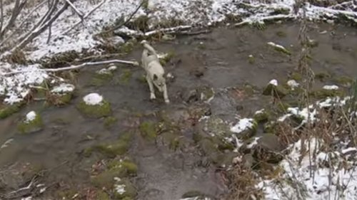 Щенок ЗСЛ. Первый выезд в тайгу и сразу потерялся