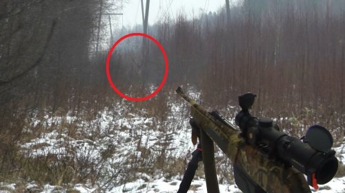 Охота на лося, но вышли олени.