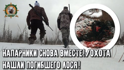 Напарники снова вместе/Нашли мертвого лося/Три дня в тайге
