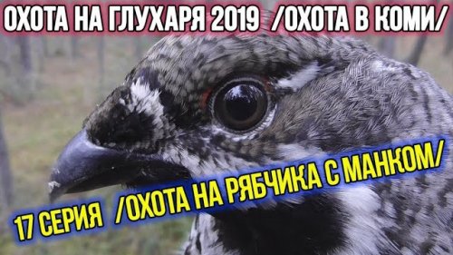 Охота на глухаря 2019 ?? Охота в Коми. 17 серия.